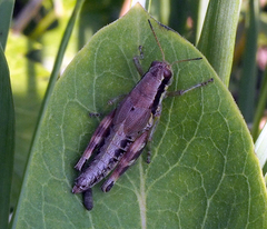 Melanoplus viridipes