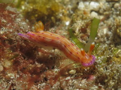 Hypselodoris maculosa