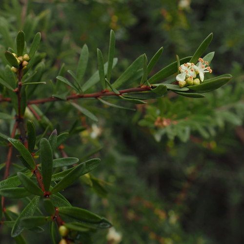 Micrantheum hexandrum (Micrantheum hexandrum)