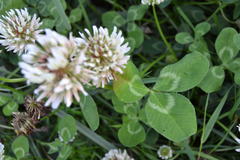 Trifolium repens