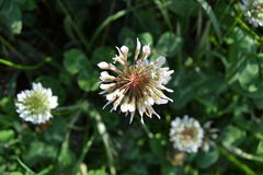 Trifolium repens