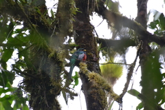 Trogon