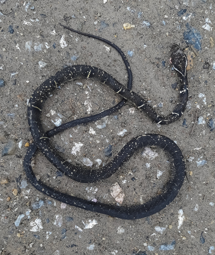 Mount Omei Keelback