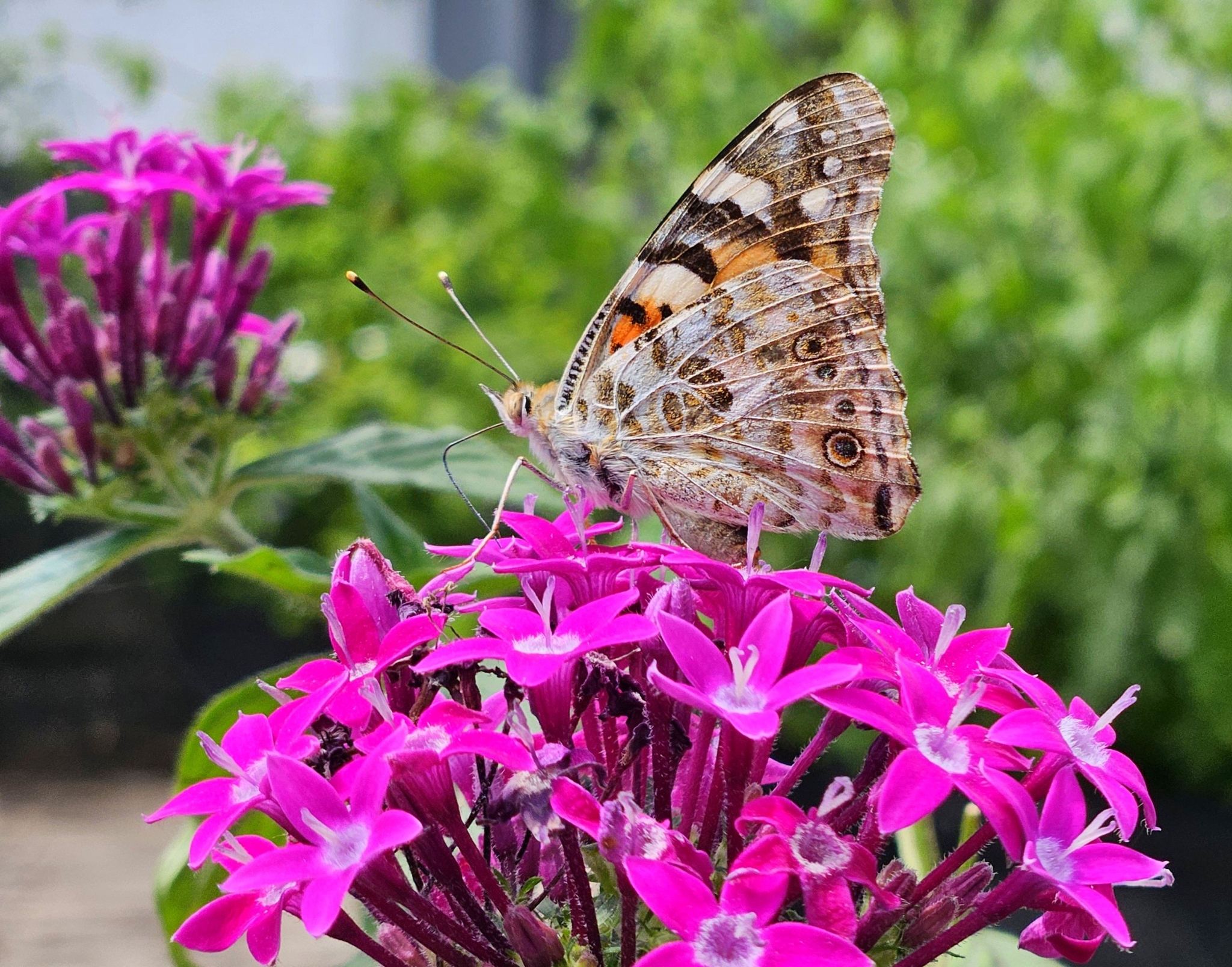 Painted Lady