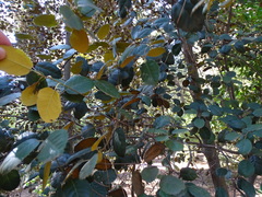 Quercus alnifolia
