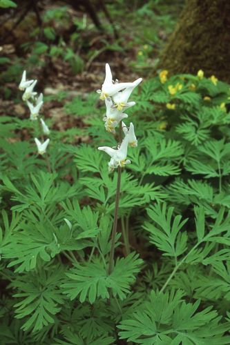 Dicentra cucullaria