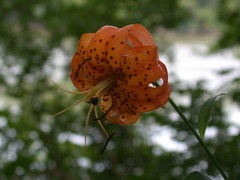 Lilium superbum
