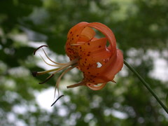 Lilium superbum