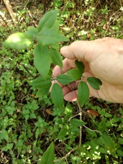 Capparis incana