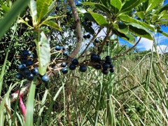 Joga (Elaeocarpus joga)