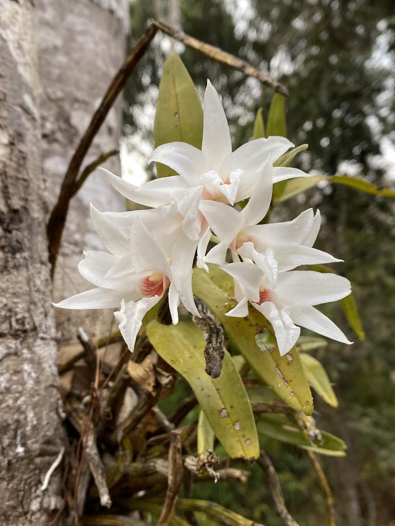 Dendrobium draconis