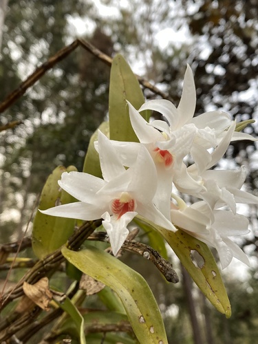 Dendrobium draconis, photograph 2