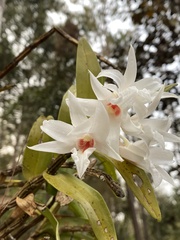 (c) Katharine Khamhaengwong, some rights reserved (CC BY) Dendrobium draconis, photograph (c) Katharine Khamhaengwong, some rights reserved (CC BY)