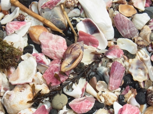 Lyria cassidula observed 2014-03-21