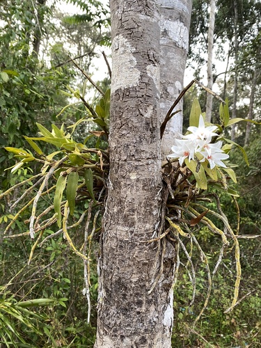 Dendrobium draconis, photograph 3