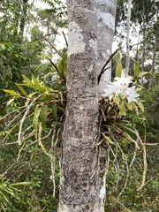 (c) Katharine Khamhaengwong, some rights reserved (CC BY) Dendrobium draconis, photograph (c) Katharine Khamhaengwong, some rights reserved (CC BY)