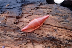 Phenacovolva birostris