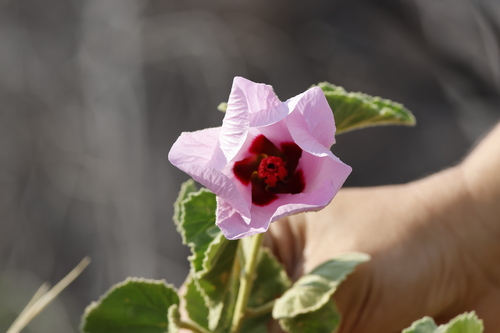 Australian Desert Rose (Gossypium australe)