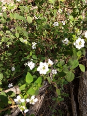 Lantana velutina