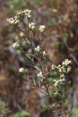 Sericocarpus oregonensis