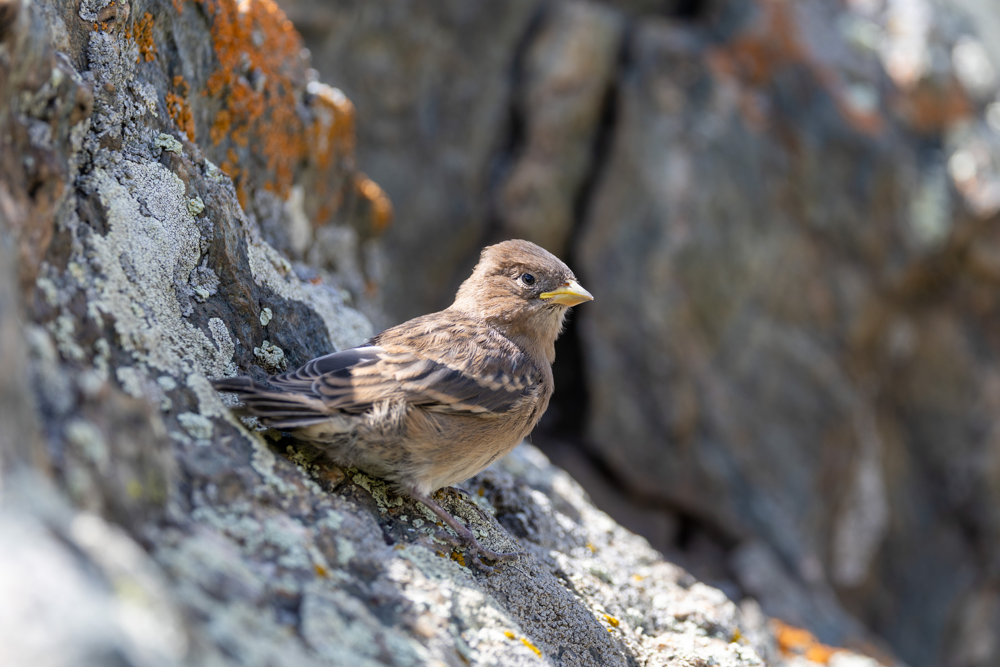 Plain Mountain Finch