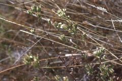 Sericocarpus oregonensis