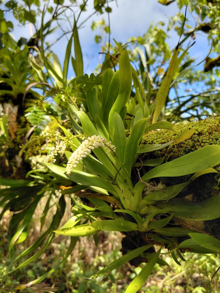 Phreatia micrantha