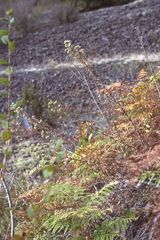 Sericocarpus oregonensis