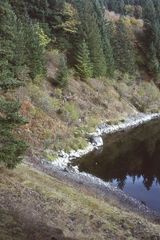 Sericocarpus oregonensis