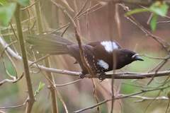 Cercomacra melanaria