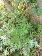 Phaulothamnus spinescens