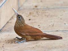 Xiphorhynchus guttatus