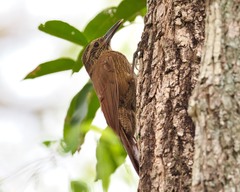 Dendrocolaptes platyrostris