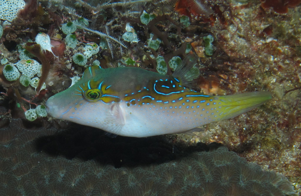 Lantern toby (Canthigaster epilampra) — Tetraodontidae