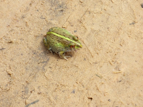 Edible bullfrog