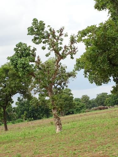Sterculia setigera