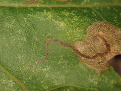 Stigmella aceris