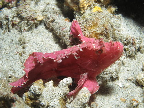 Leaf Scorpionfish — seen at this dive site