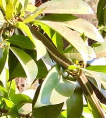 Dendrelaphis tristis