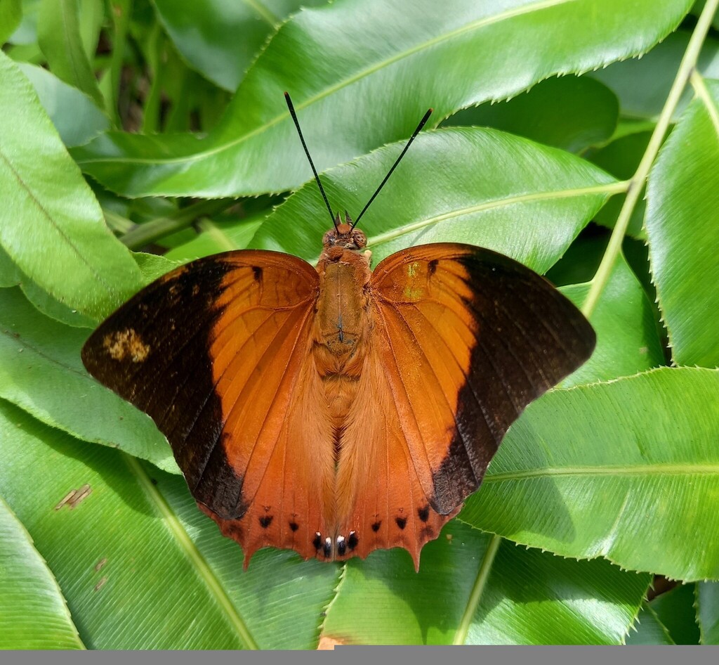 Charaxes bernardus (Charaxes bernardus)