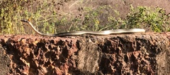 Dendrelaphis tristis