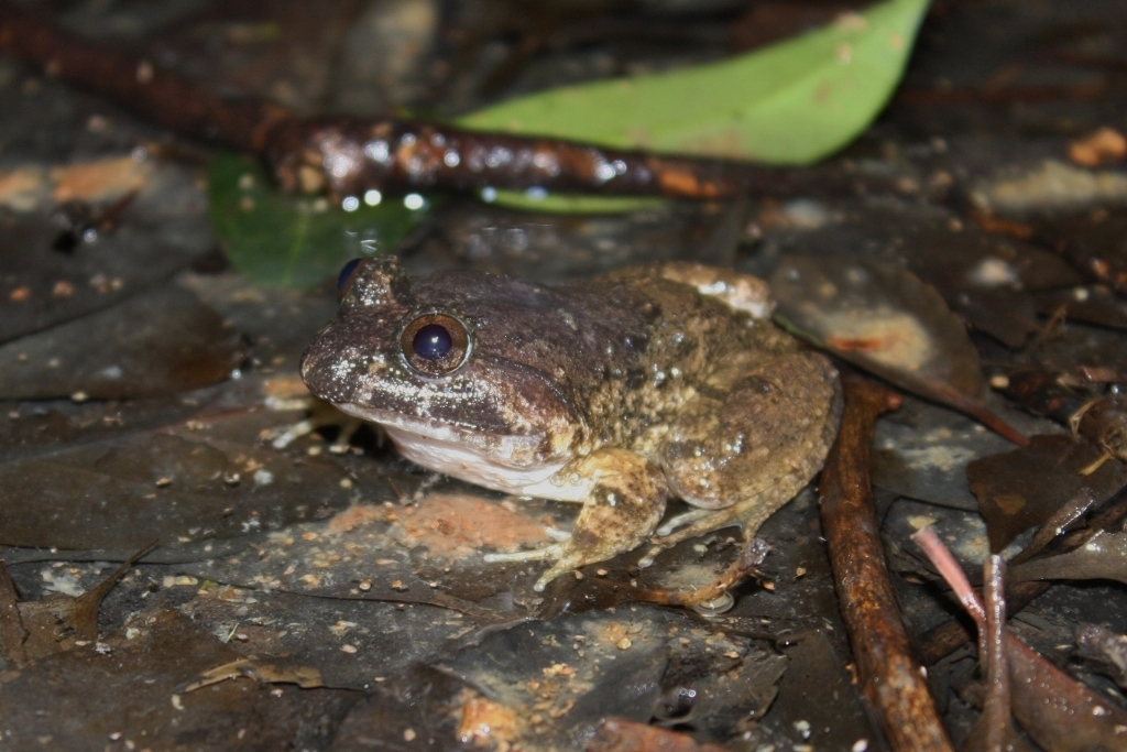 Fujian Large-Headed Frog