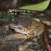 Fujian Large-headed Frog - Photo (c) Thomas Brown, some rights reserved (CC BY-NC), uploaded by Thomas Brown