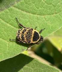 Euryomia argentea