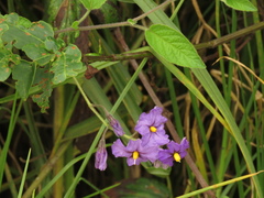 Solanum caripense
