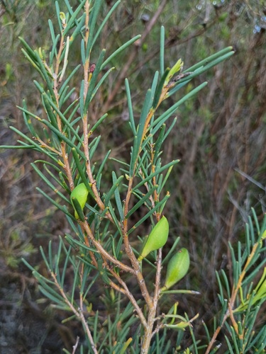 Yellow Hakea (Hakea nodosa)
