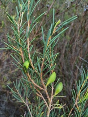 Hakea nodosa, photograph (c) grampianshiker, some rights reserved (CC BY)