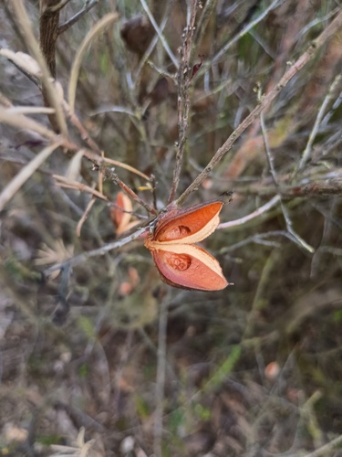 Hakea nodosa, photograph 6