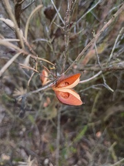 Hakea nodosa, photograph (c) grampianshiker, some rights reserved (CC BY)