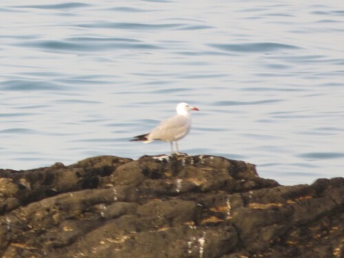 Avistamiento Gaviota de Audouin